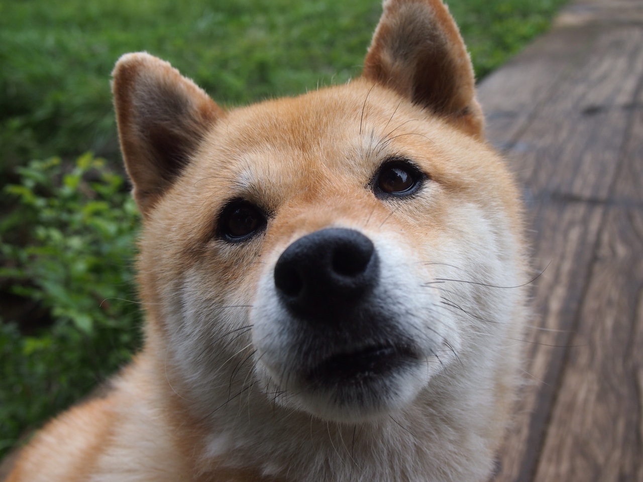 IM体育官网入口-意甲焦点战与黄蜂末节风暴，竞技场上的逆转哲学